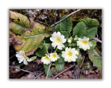 809 Primula acaulis