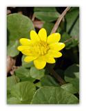 176 Ranunculus ficaria