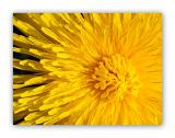 2294 Taraxacum officinale