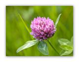 1129 Trifolium pratense