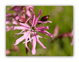 432 Silene flos-cuculi