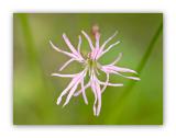 432 Silene flos-cuculi