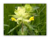 1845 Rhinanthus alectorolophus