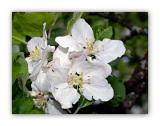 1041 Pyrus pyraster