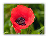 226 Papaver rhoeas