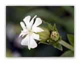 415 Silene pratensis