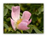 1013 Rosa canina