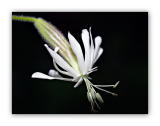 423 Silene nutans