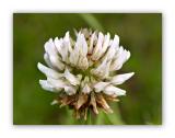 1133 Trifolium repens