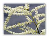 464 Reynoutria japonica