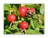 1025 Rosa rugosa