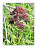 857 Sedum telephium