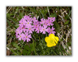 815 Primula farinosa