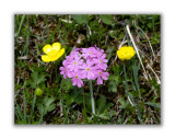 815 Primula farinosa