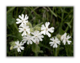 415 Silene pratensis