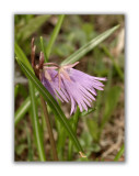837 Soldanella alpina