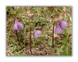 837 Soldanella alpina