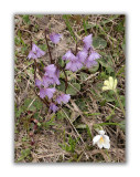 837 Soldanella alpina