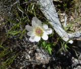 Anemone