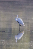 GREAT EGRET