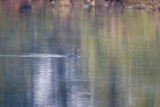 DOUBLE-CRESTED CORMORANT IN JUNO POND