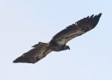 AMERICAN BALD EAGLE