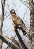 AMERICAN BALD EAGLE