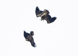 IMMATURE BALD EAGLES ENGAGE
