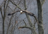 BALD EAGLE