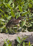 GREEN HERON