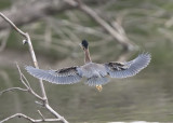 GREEN HERON