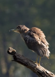 BLACK-CROWNED NIGHT HERON