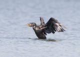 DOUBLE-CRESTED CORMORANT