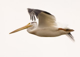 AMERICAN WHITE PELICAN
