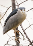 BLACK-CROWNED NIGHT HERON