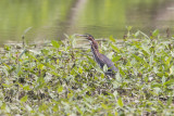 GREEN HERON