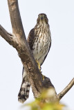 COOPER'S HAWK