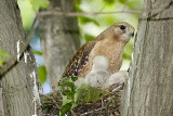 RED-SHOULDERED HAWK & 3 CHICKS
