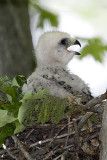 RED-SHOULDERED HAWK CHICK