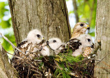 6/5 - CHICKS LEARN TO SHARE A FROG