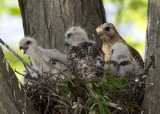 RED-SHOULDERED HAWKS