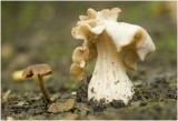 Witte kluifzwam - Helvella crispa