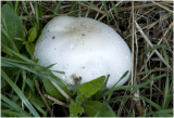 Reuzenbovist - Langermannia gigantea