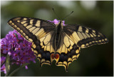 2 Koninginnepage - Papilio machaon