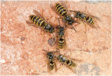 gewone Wesp - Vespula vulgaris