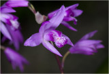 Bletilla Orchidee