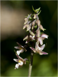 Epipactis palustris - moeras Wespenorchis