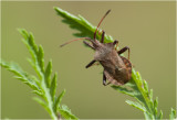 Zuringwants - Coreus marginatus