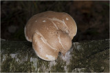 Berkenzwam - Piptoporus betulinus