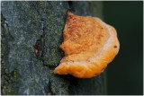 Vermiljoenhoutzwam - Pycnoporus cinnabarinus